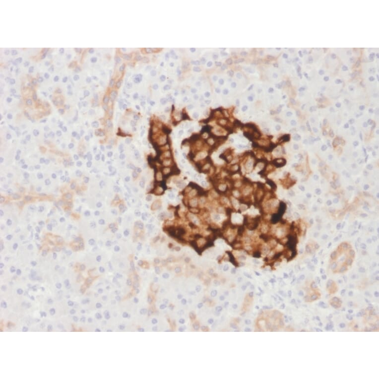 Immunohistochemistry - Anti-Insulin Antibody [IRDN/1980R] - BSA and Azide free (A252224) - Antibodies.com