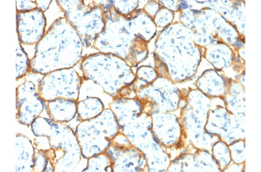 Immunohistochemistry - Anti-Insulin Receptor alpha Antibody [INSR/2277R] - BSA and Azide free (A252226) - Antibodies.com
