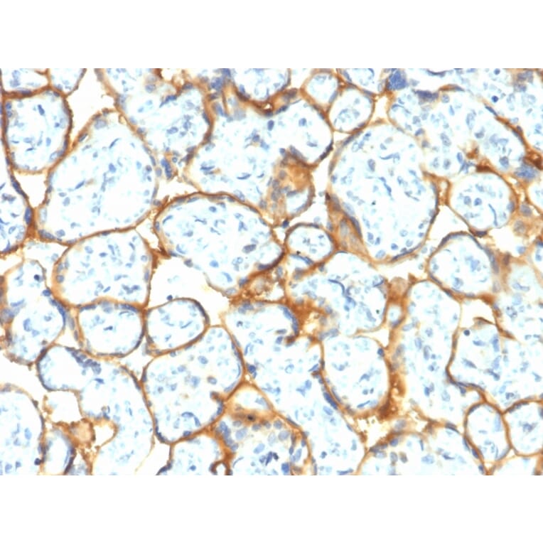 Immunohistochemistry - Anti-Insulin Receptor alpha Antibody [INSR/2277R] - BSA and Azide free (A252226) - Antibodies.com