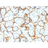 Immunohistochemistry - Anti-Insulin Receptor alpha Antibody [INSR/2277R] - BSA and Azide free (A252226) - Antibodies.com