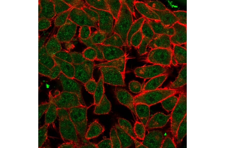 Immunofluorescence - Anti-PDX1 Antibody [PCRP-PDX1-2C11] - BSA and Azide free (A252228) - Antibodies.com