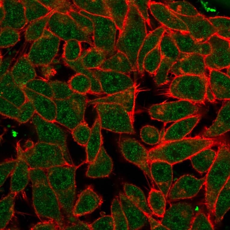 Immunofluorescence - Anti-PDX1 Antibody [PCRP-PDX1-2C11] - BSA and Azide free (A252228) - Antibodies.com