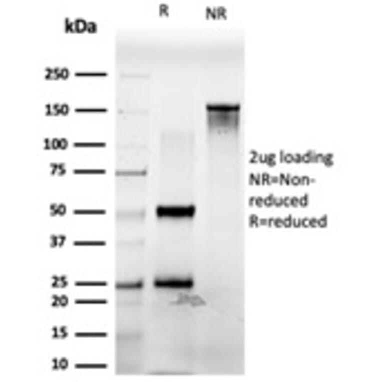 SDS-PAGE - Anti-PDX1 Antibody [PCRP-PDX1-2C11] - BSA and Azide free (A252228) - Antibodies.com