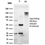 SDS-PAGE - Anti-PDX1 Antibody [PCRP-PDX1-2C11] - BSA and Azide free (A252228) - Antibodies.com