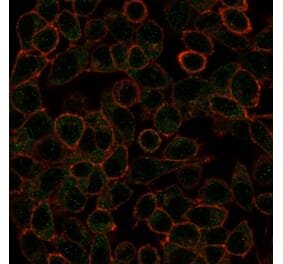 Immunofluorescence - Anti-IRF3 Antibody [PCRP-IRF3-1E6] - BSA and Azide free (A252229) - Antibodies.com