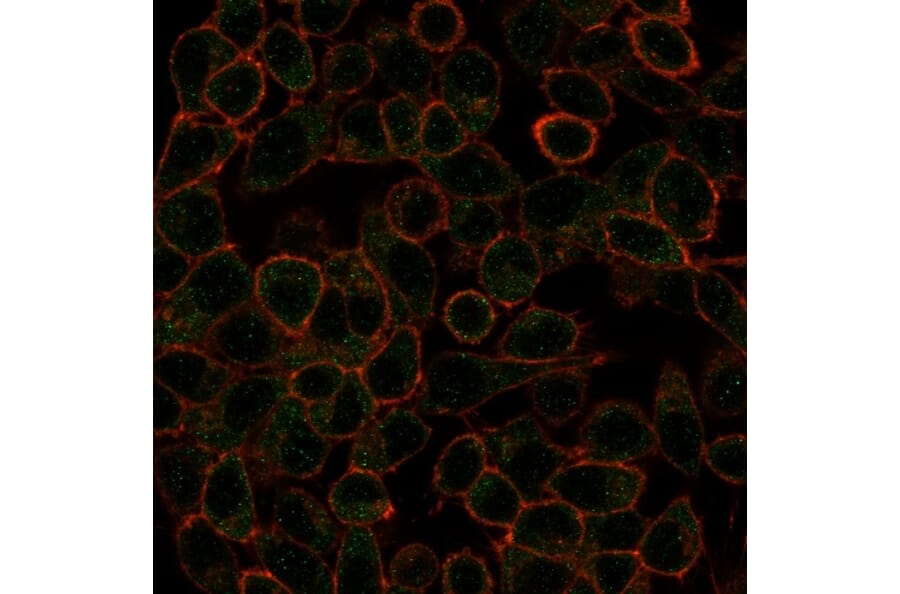 Immunofluorescence - Anti-IRF3 Antibody [PCRP-IRF3-1E6] - BSA and Azide free (A252229) - Antibodies.com