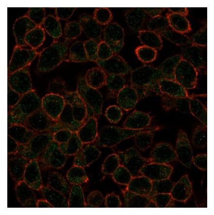 Immunofluorescence - Anti-IRF3 Antibody [PCRP-IRF3-1E6] - BSA and Azide free (A252229) - Antibodies.com