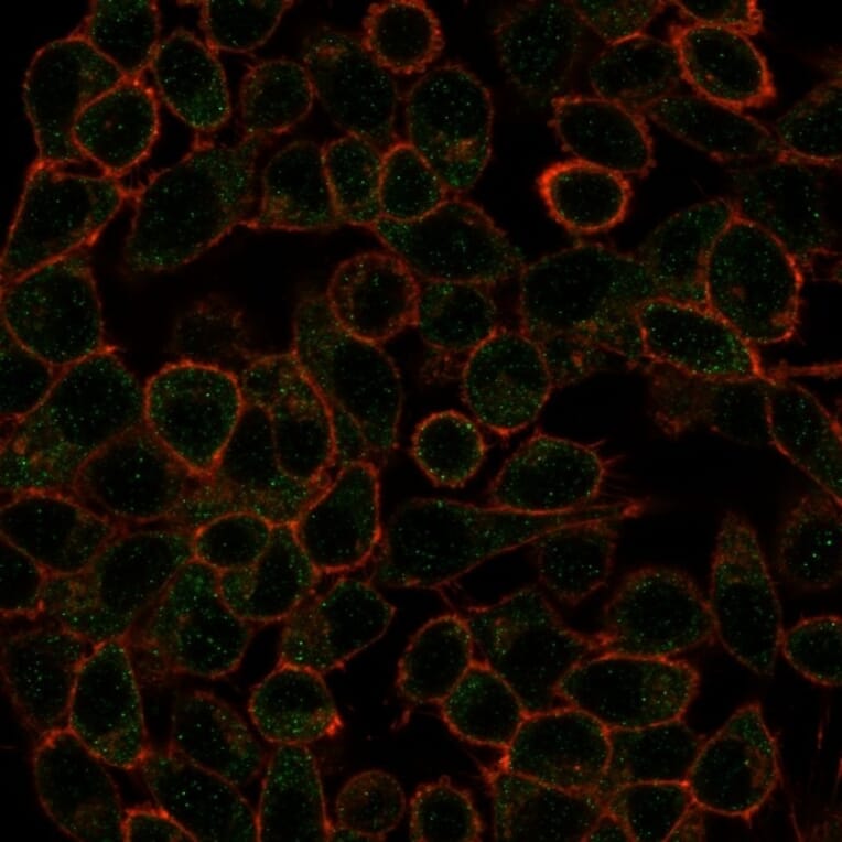 Immunofluorescence - Anti-IRF3 Antibody [PCRP-IRF3-1E6] - BSA and Azide free (A252229) - Antibodies.com