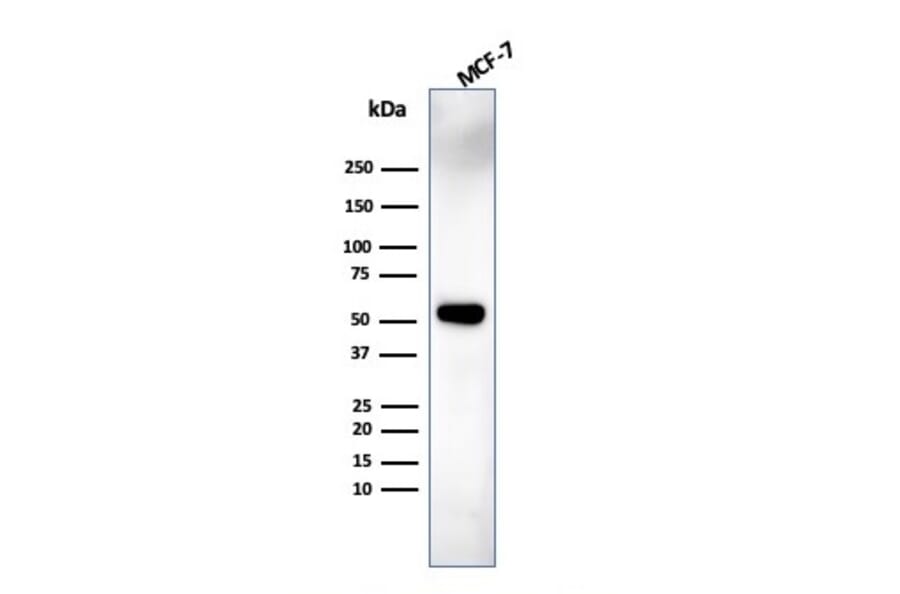 Western Blot - Anti-IRF3 Antibody [PCRP-IRF3-6C8] - BSA and Azide free (A252230) - Antibodies.com