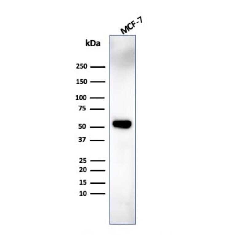 Western Blot - Anti-IRF3 Antibody [PCRP-IRF3-6C8] - BSA and Azide free (A252230) - Antibodies.com