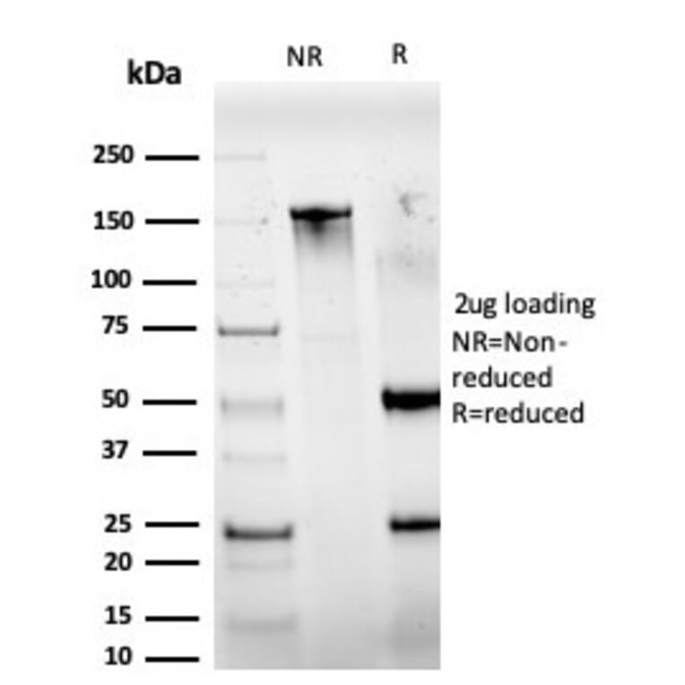 SDS-PAGE - Anti-IRF3 Antibody [PCRP-IRF3-6C8] - BSA and Azide free (A252230) - Antibodies.com