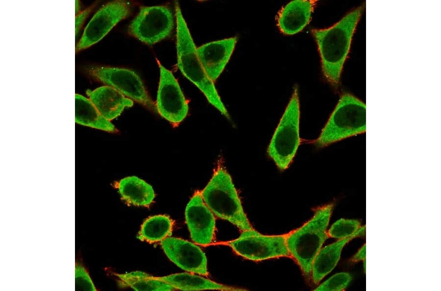 Immunofluorescence - Anti-IRF3 Antibody [PCRP-IRF3-1E11] - BSA and Azide free (A252231) - Antibodies.com
