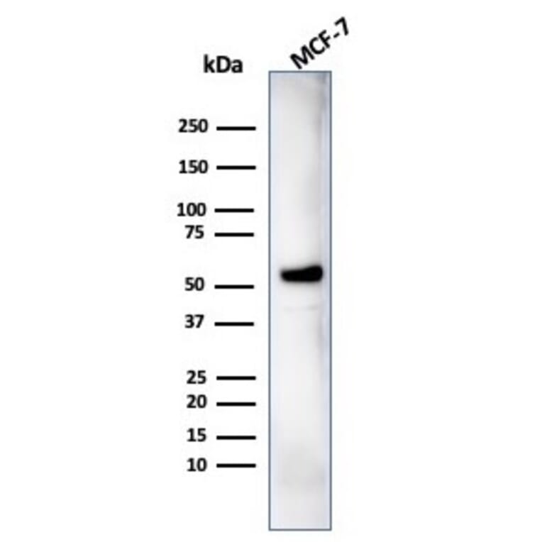 Western Blot - Anti-IRF3 Antibody [PCRP-IRF3-1E11] - BSA and Azide free (A252231) - Antibodies.com