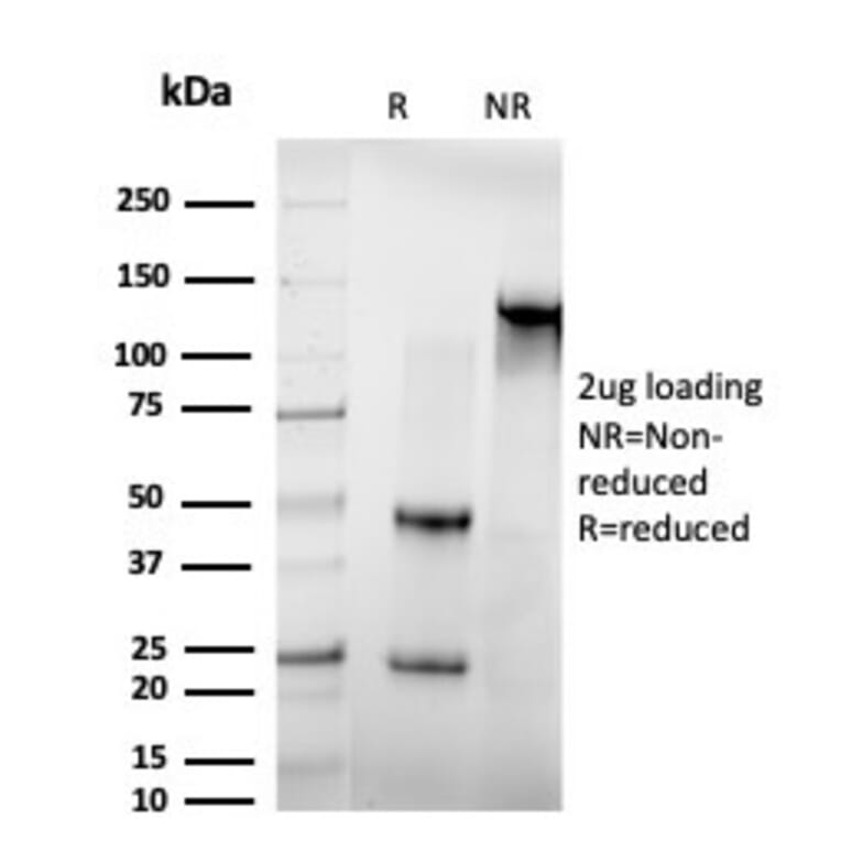 SDS-PAGE - Anti-IRF3 Antibody [PCRP-IRF3-1E11] - BSA and Azide free (A252231) - Antibodies.com