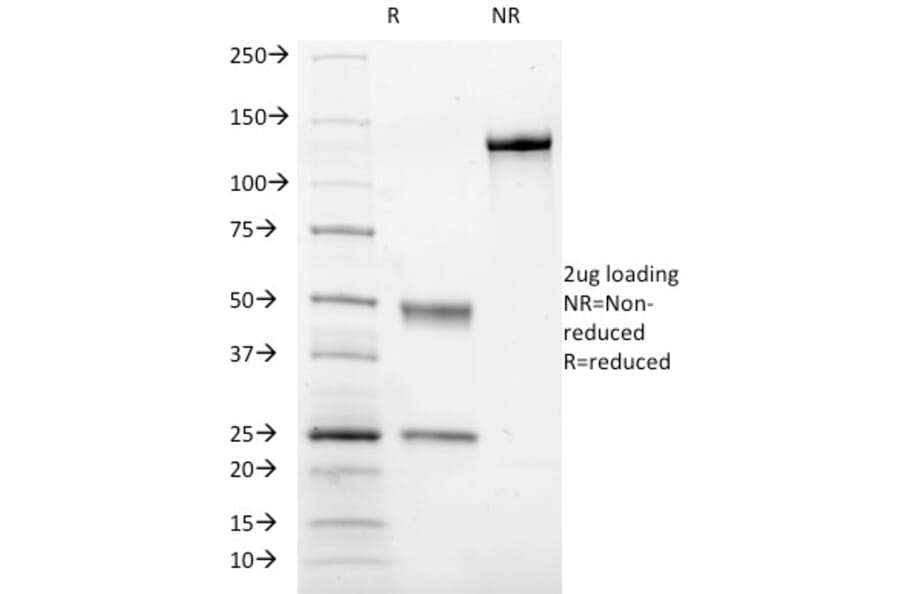 SDS-PAGE - Anti-CD41a Antibody [ITGA2B/1036] - BSA and Azide free (A252231) - Antibodies.com