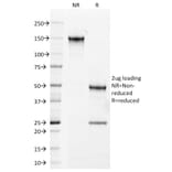 SDS-PAGE - Anti-Androgen Receptor Antibody [AR441] - BSA and Azide free (A252233) - Antibodies.com