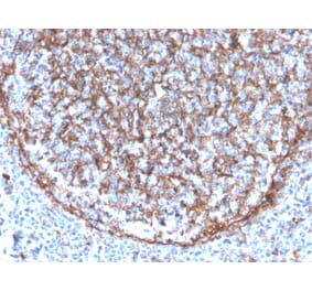 Immunohistochemistry - Anti-CD11b Antibody [ITGAM/3340] - BSA and Azide free (A252244) - Antibodies.com