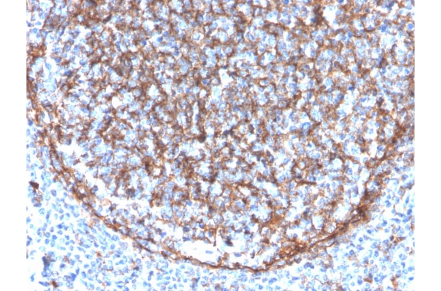 Immunohistochemistry - Anti-CD11b Antibody [ITGAM/3340] - BSA and Azide free (A252244) - Antibodies.com