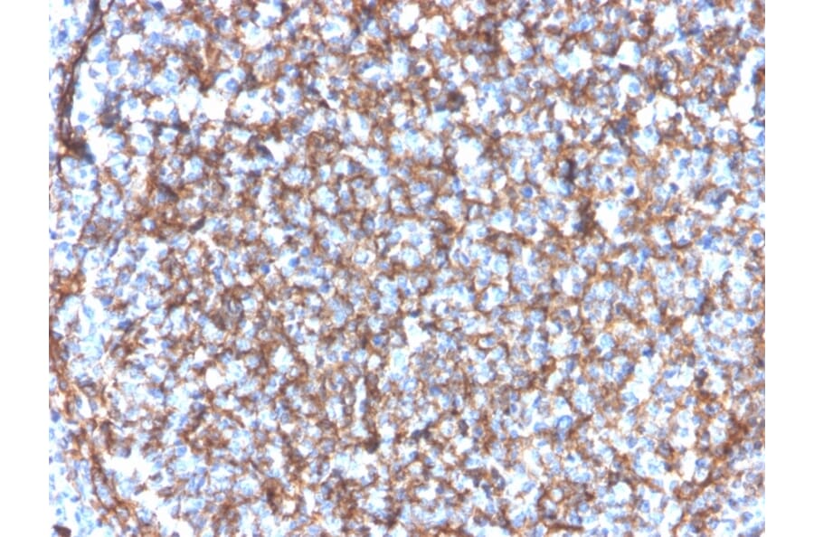 Immunohistochemistry - Anti-CD11b Antibody [ITGAM/3340] - BSA and Azide free (A252244) - Antibodies.com