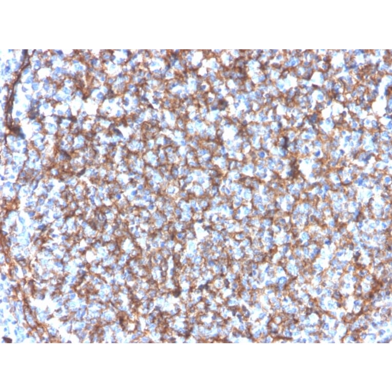 Immunohistochemistry - Anti-CD11b Antibody [ITGAM/3340] - BSA and Azide free (A252244) - Antibodies.com
