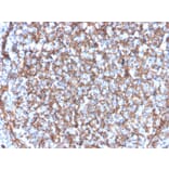 Immunohistochemistry - Anti-CD11b Antibody [ITGAM/3340] - BSA and Azide free (A252244) - Antibodies.com