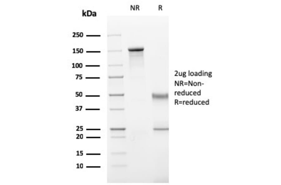 SDS-PAGE - Anti-CD11b Antibody [ITGAM/3340] - BSA and Azide free (A252244) - Antibodies.com