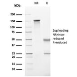 SDS-PAGE - Anti-CD11b Antibody [ITGAM/3340] - BSA and Azide free (A252244) - Antibodies.com
