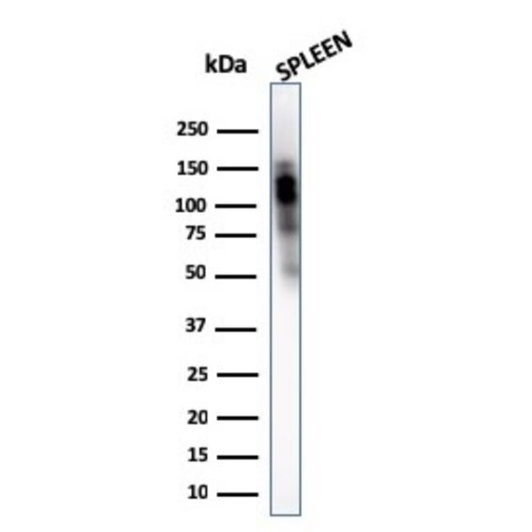 Western Blot - Anti-CD11b Antibody [ITGAM/3340] - BSA and Azide free (A252244) - Antibodies.com