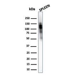 Western Blot - Anti-CD11b Antibody [ITGAM/3340] - BSA and Azide free (A252244) - Antibodies.com