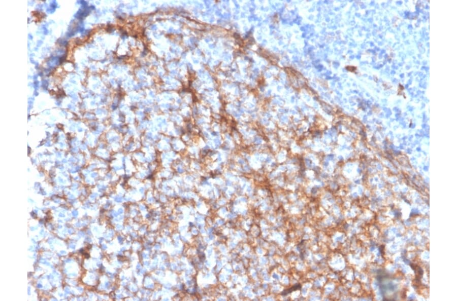 Immunohistochemistry - Anti-CD11b Antibody [ITGAM/3337] - BSA and Azide free (A252246) - Antibodies.com