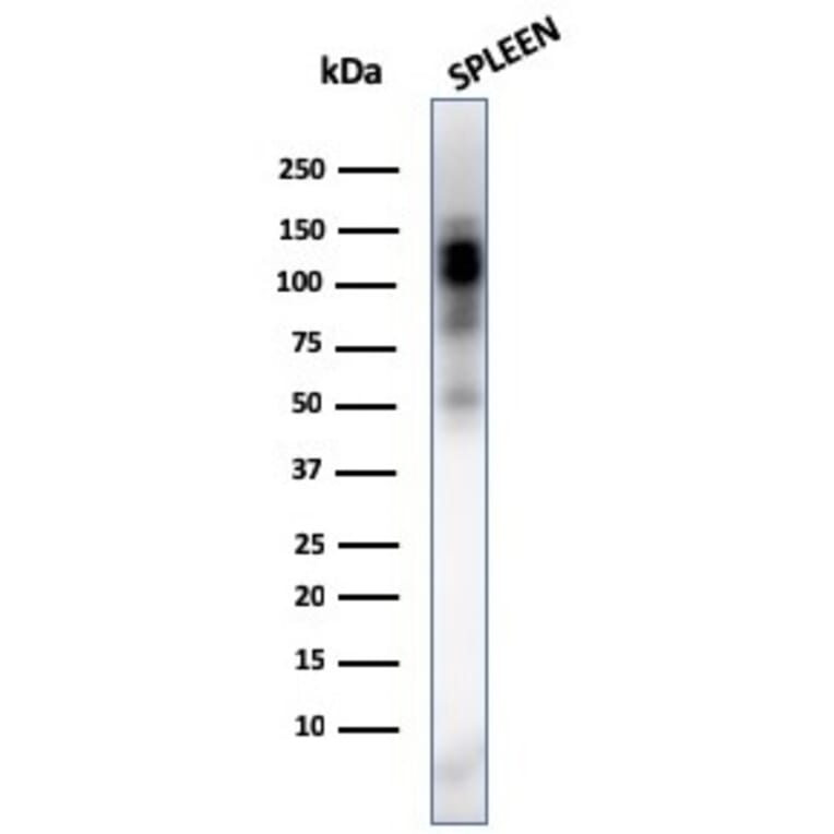 Western Blot - Anti-CD11b Antibody [ITGAM/3338] - BSA and Azide free (A252247) - Antibodies.com