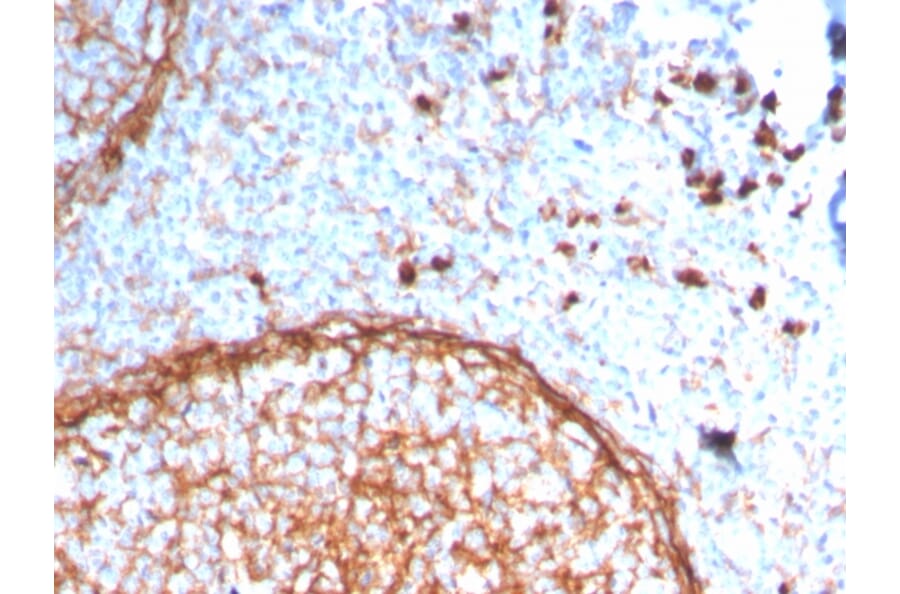 Immunohistochemistry - Anti-CD11b Antibody [ITGAM/3338] - BSA and Azide free (A252247) - Antibodies.com