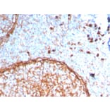 Immunohistochemistry - Anti-CD11b Antibody [ITGAM/3338] - BSA and Azide free (A252247) - Antibodies.com