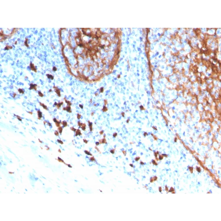 Immunohistochemistry - Anti-CD11b Antibody [ITGAM/3339] - BSA and Azide free (A252248) - Antibodies.com