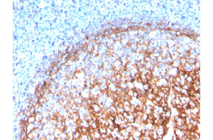 Immunohistochemistry - Anti-CD11b Antibody [ITGAM/3339] - BSA and Azide free (A252248) - Antibodies.com