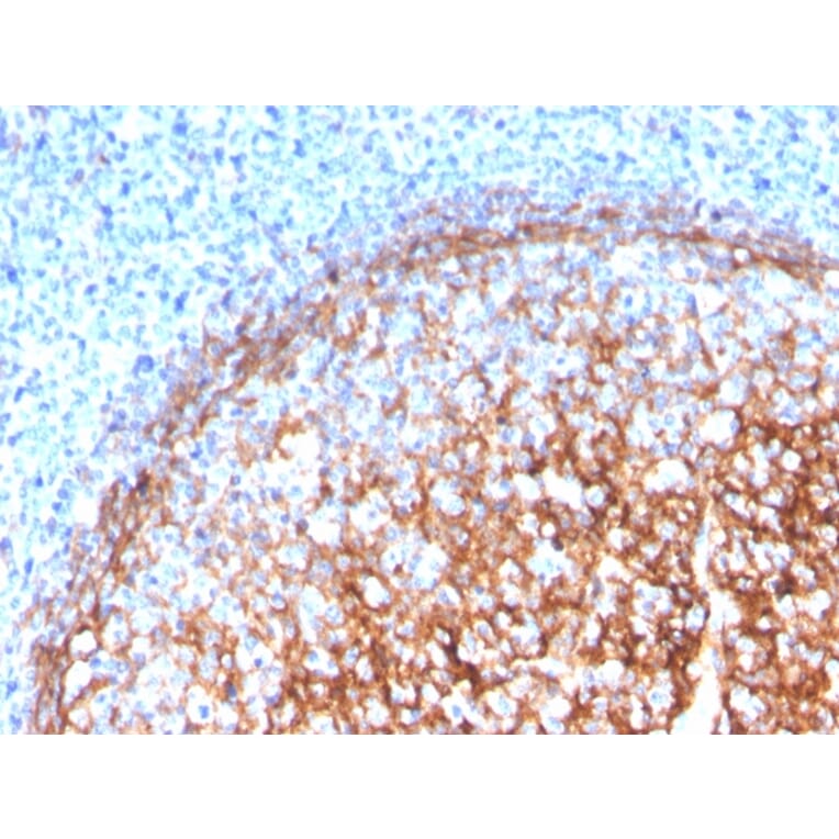 Immunohistochemistry - Anti-CD11b Antibody [ITGAM/3339] - BSA and Azide free (A252248) - Antibodies.com