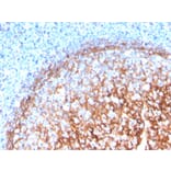 Immunohistochemistry - Anti-CD11b Antibody [ITGAM/3339] - BSA and Azide free (A252248) - Antibodies.com