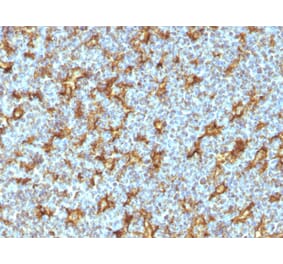 Immunohistochemistry - Anti-CD11c Antibody [ITGAX/1242] - BSA and Azide free (A252252) - Antibodies.com