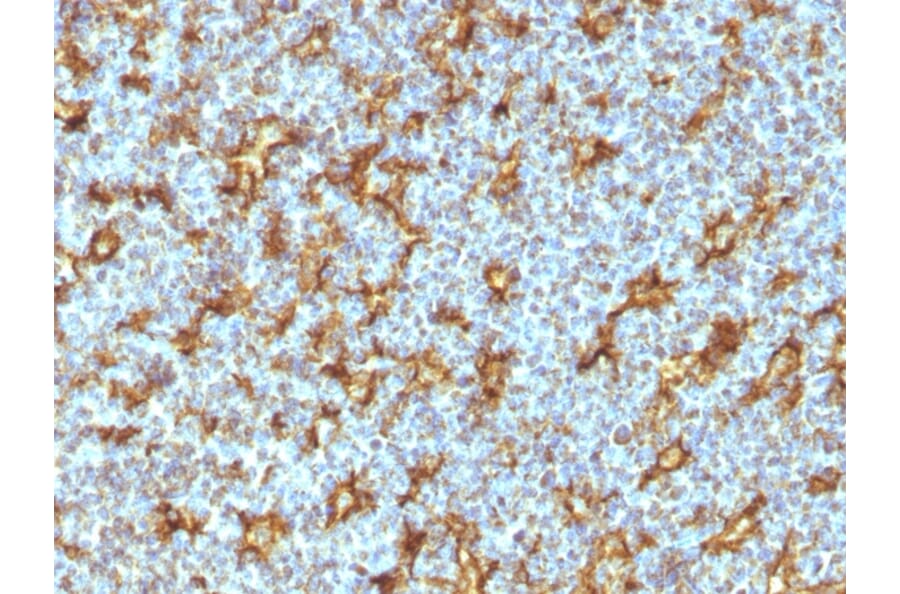 Immunohistochemistry - Anti-CD11c Antibody [ITGAX/1242] - BSA and Azide free (A252252) - Antibodies.com