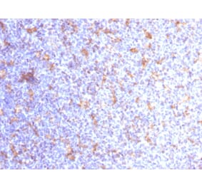 Immunohistochemistry - Anti-CD11c Antibody [ITGAX/1284] - BSA and Azide free (A252254) - Antibodies.com