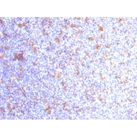 Immunohistochemistry - Anti-CD11c Antibody [ITGAX/1284] - BSA and Azide free (A252254) - Antibodies.com