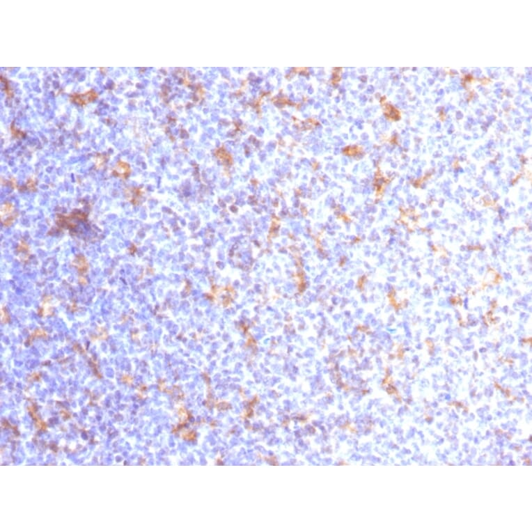 Immunohistochemistry - Anti-CD11c Antibody [ITGAX/1284] - BSA and Azide free (A252254) - Antibodies.com