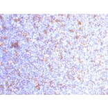 Immunohistochemistry - Anti-CD11c Antibody [ITGAX/1284] - BSA and Azide free (A252254) - Antibodies.com