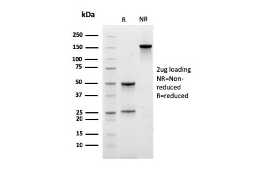 SDS-PAGE - Anti-CD29 Antibody [ITGB1/3613] - BSA and Azide free (A252257) - Antibodies.com