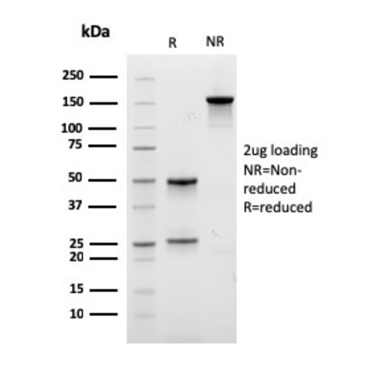 SDS-PAGE - Anti-CD29 Antibody [ITGB1/3613] - BSA and Azide free (A252257) - Antibodies.com