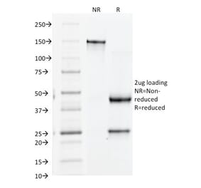 SDS-PAGE - Anti-Integrin beta 3 Antibody [Y2/51] - BSA and Azide free (A252259) - Antibodies.com