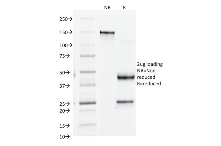 SDS-PAGE - Anti-Integrin beta 3 Antibody [Y2/51] - BSA and Azide free (A252259) - Antibodies.com