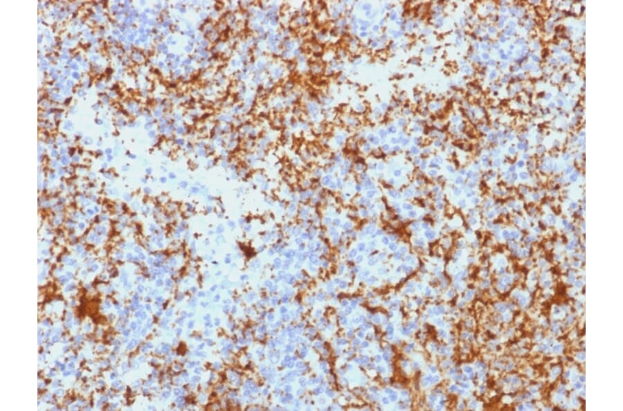 Immunohistochemistry - Anti-Integrin beta 3 Antibody [Y2/51] - BSA and Azide free (A252257) - Antibodies.com