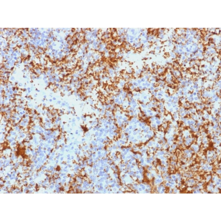 Immunohistochemistry - Anti-Integrin beta 3 Antibody [Y2/51] - BSA and Azide free (A252257) - Antibodies.com
