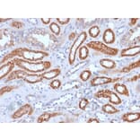 Immunohistochemistry - Anti-Integrin beta 3 Antibody [rITGB3/1713] - BSA and Azide free (A252260) - Antibodies.com